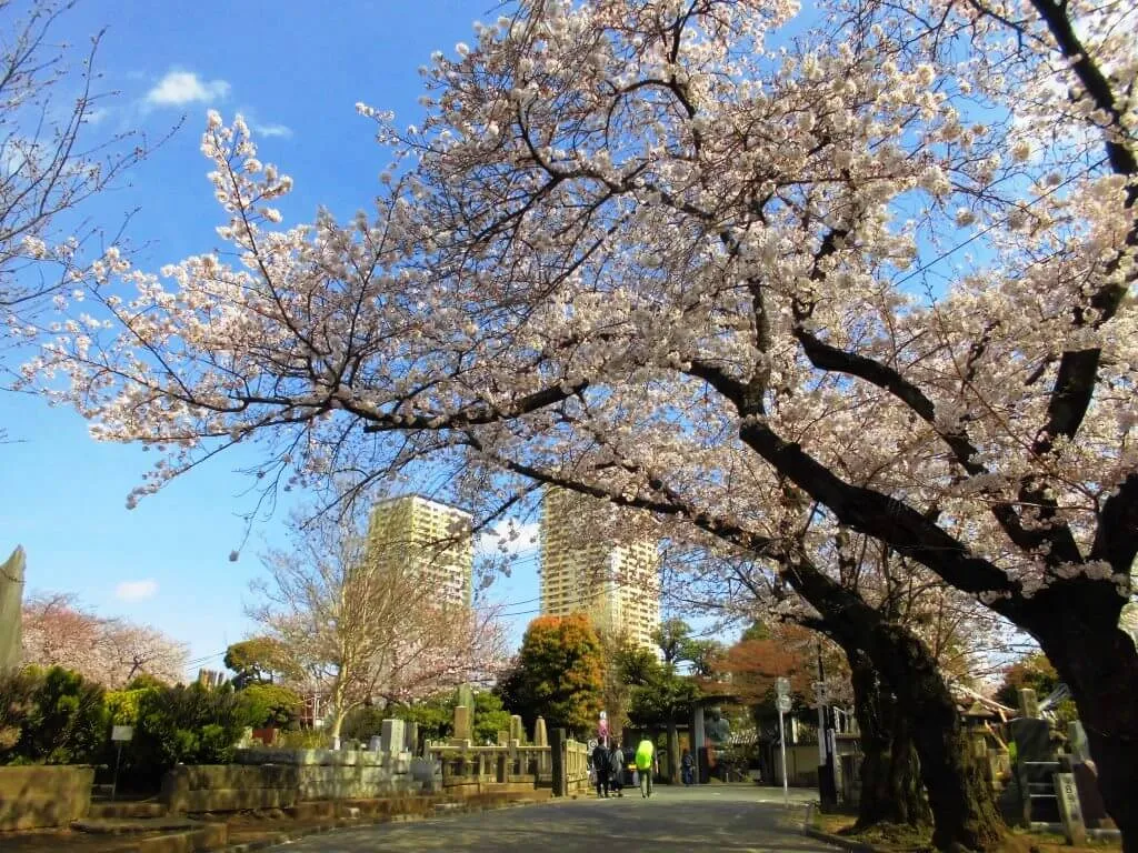 都立谷中霊園の公式写真